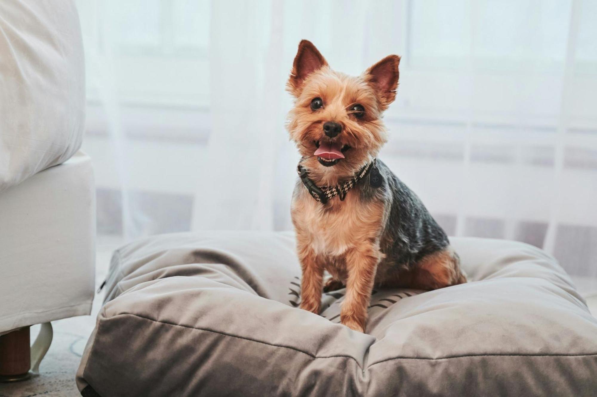 Sheraton Sopot Hotel Εξωτερικό φωτογραφία Yorkshire Terrier